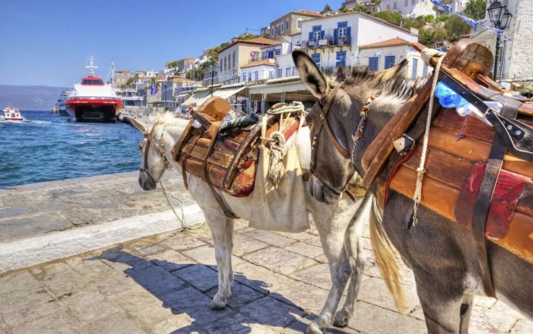 donkeys for tourists in hydra island